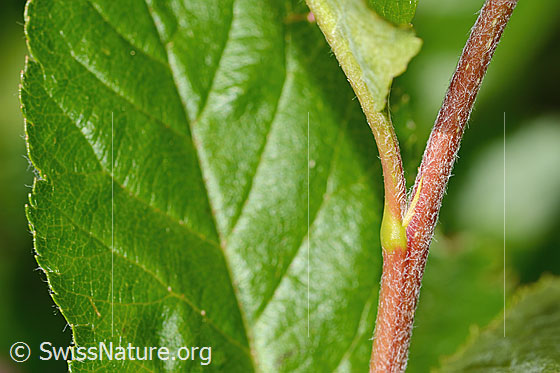 Foto: Zwergmispel (Sorbus chamaemespilus). Blattoberseite.