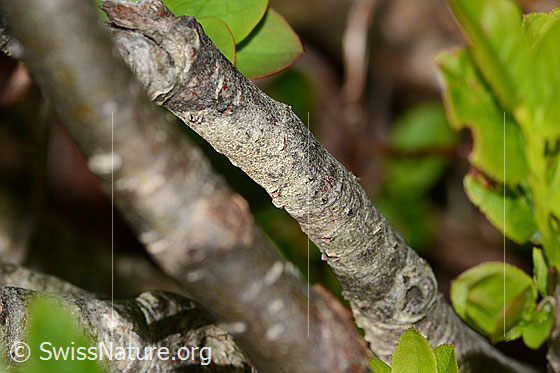 Foto: Zwergmispel (Sorbus chamaemespilus). Stämmchen.
