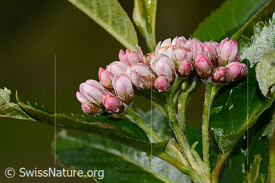 Foto: Zwergmispel (Sorbus chamaemespilus). Blütenstand. Ansicht von der Seite.