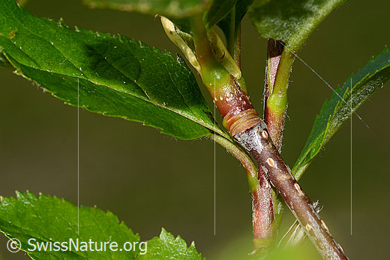 Foto: Zwergmispel (Sorbus chamaemespilus). Firscher Trieb.