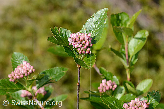 Foto: Zwergmispel (Sorbus chamaemespilus). Blüten, Blätter und Stiel.