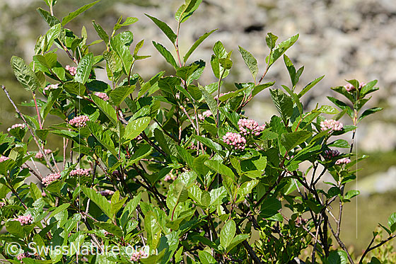 Foto: Zwergmispel (Sorbus chamaemespilus). Ganze Pflanze (Habitus).