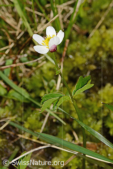 Foto: Eisenhutblättriger Hahnenfuss (Ranunculus aconitifolius). Ganze Pflanze (Habitus). Höhe: 9cm.