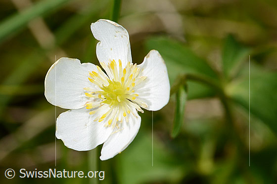 Foto: Eisenhutblättriger Hahnenfuss (Ranunculus aconitifolius). Blüte.