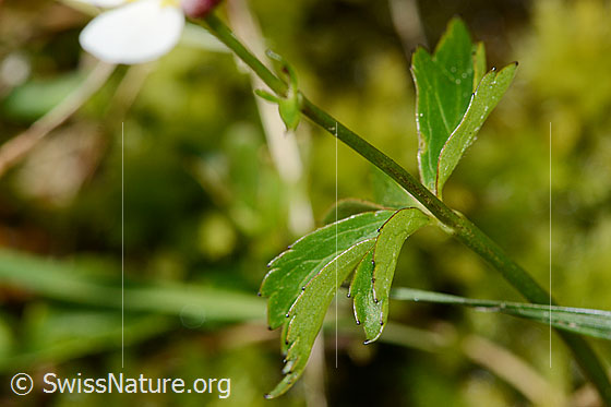 Foto: Eisenhutblättriger Hahnenfuss (Ranunculus aconitifolius). Blatt und Stängel.