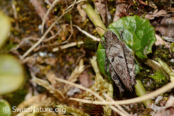 Foto: Zweipunkt-Dornschrecke (Tetrix bipunctata). Länge 13mm. Weibchen. Ansicht von oben.