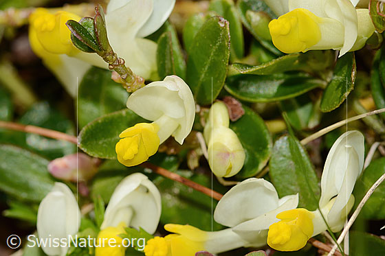 Foto: Buchsblättrige Kreuzblume (Polygala chamaebuxus). Blüten.