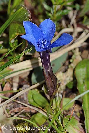Photo: Gentiana verna. Whole plant (habiti). Height: 4cm.