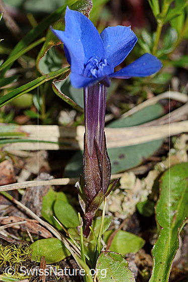 Photo: Gentiana verna. Whole plant (habiti). Height: 4cm. View from diagonally above.