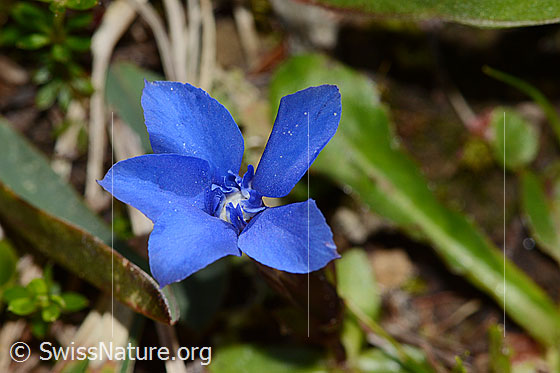 Photo: Gentiana verna. Blossom. Diameter: 15mm.