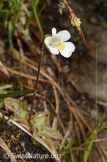 Foto: Alpen-Fettblatt (Pinguicula alpina). Ganze Pflanze (Habitus).
