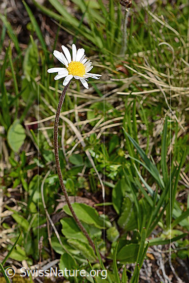 Photo: Aster bellidiastrum. Whole plant (habiti). Height: 15cm.