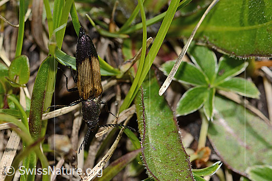 Photo: Ctenicera cuprea. Length 16mm. Male. View from above.