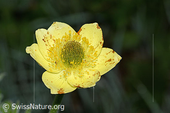 Foto: Schwefel-Anemone (Pulsatilla alpina ssp. apiifolia). Blüte.