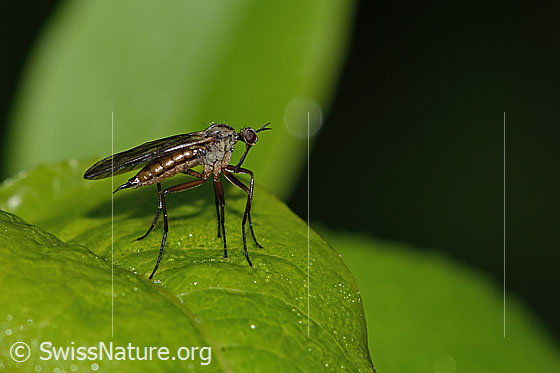 Photo: Fly of the genus Empis. Length 8mm. Female. View from the side.