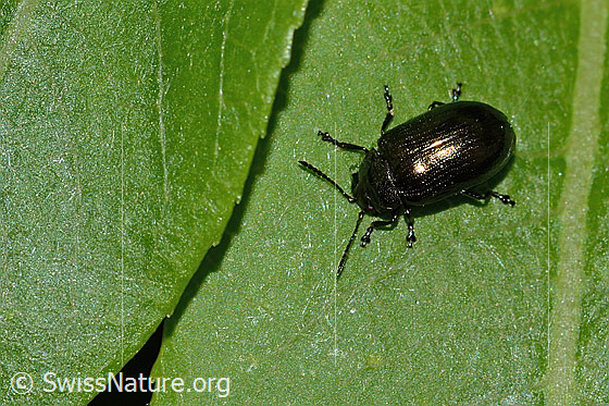 Kleiner Weidenblattkäfer (Phratora vitellinae)