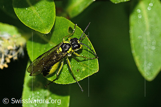 Foto: Grünschwarze Blattwespe (Tenthredo mesomela). Länge 13mm. Ansicht von oben.
