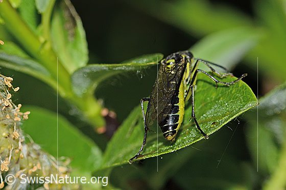 Foto: Grünschwarze Blattwespe (Tenthredo mesomela). Länge 13mm. Ansicht von hinten oben.