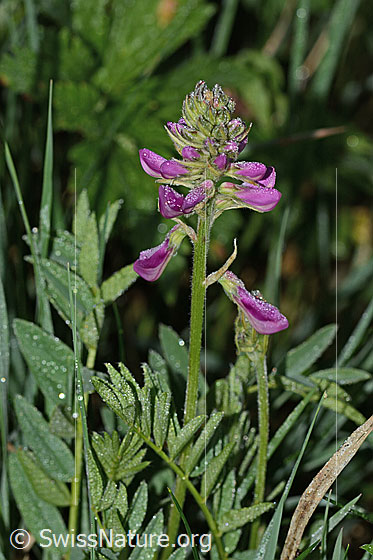Photo: Hedysarum hedysaroides. Whole plant (habiti). Blossoms closed.