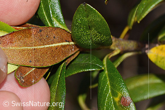 Photo: Rhododendron ferrugineum. Leaf underside.