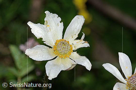 Foto: Monte Baldo-Anemone (Anemone baldensis). Blüte. Höhe der ganzen Pflanze: 20cm.