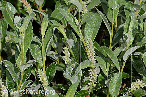 Photo: Salix glaucosericea. Leaves and blossoms. Withered