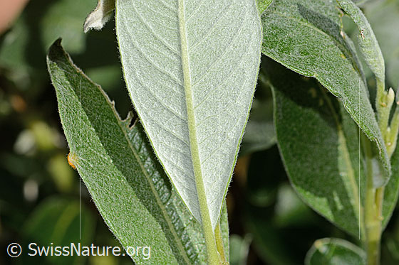 Foto: Seidenhaarige Weide (Salix glaucosericea). Blatt. Blattunterseite.