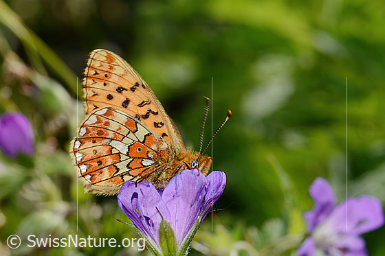 Foto: Silberfleck-Perlmuttfalter (Boloria euphrosyne) auf Wald-Storchschnabel (Geranium sylvaticum). Flügel geschlossen. Ansicht von der Seite.