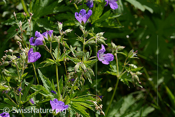 Foto: Wald-Storchschnabel (Geranium sylvaticum). Ganze Pflanze (Habitus).