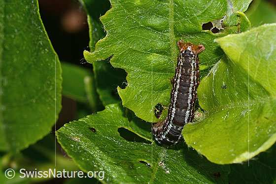 Foto: Heidelbeer-Palpenspanner (Hydriomena furcata) auf Sal-Weide (Salix caprea). Ansicht von oben.
