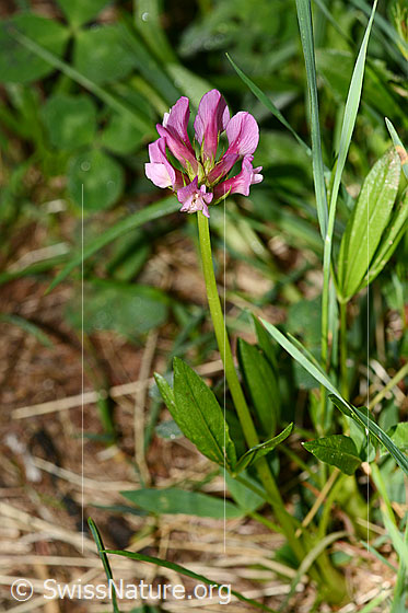 Foto: Alpenklee (Trifolium alpinum). Ganze Pflanze (Habitus). Höhe: 16cm.