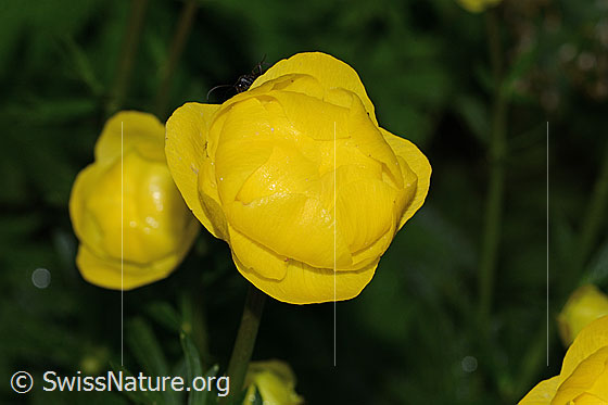 Photo: Trollius europaeus. Blossom.