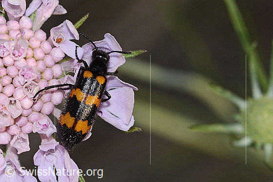 Photo: Mylabris variabilis on Scabiosa columbaria. Length 15mm. View from above.