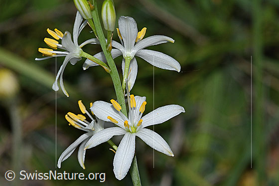 Foto: Astlose Graslilie (Anthericum liliago). Blüten. Ansicht von seitlich oben.