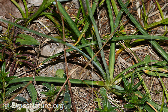 Foto: Astlose Graslilie (Anthericum liliago). Niederblätter.