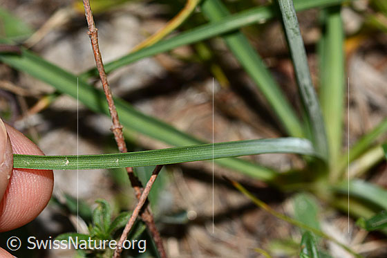 Foto: Astlose Graslilie (Anthericum liliago). Niederblatt.