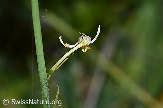 Foto: Astlose Graslilie (Anthericum liliago). Verblühte Blüte.