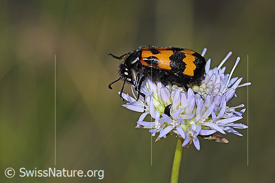 Foto: Veränderlicher Ölkäfer (Mylabris variabilis) auf Berg-Jasione (Jasione montana). Länge 15mm. Ansicht von seitlich oben.