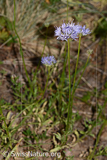 Foto: Berg-Jasione (Jasione montana). Ganze Pflanze (Habitus). Höhe: 20cm.