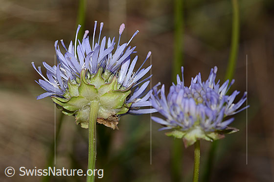 Foto: Berg-Jasione (Jasione montana). Stängel, Kelch und Blüte. Ansicht von schräg unten.
