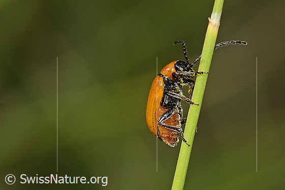 Foto: Exosoma lusitanicum (Blattkäfer). Länge 10mm. Ansicht von unten.