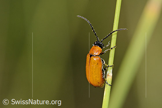 Exosoma lusitanicum (Blattkäfer)