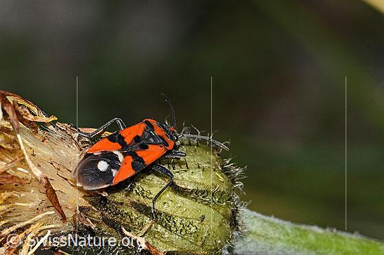 Foto: Ritterwanze (Lygaeus equestris). Ansicht von seitlich hinten oben.