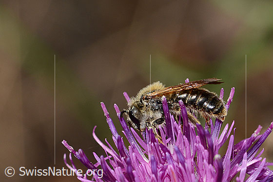 Foto: Knautien-Sandbiene (Andrena hattorfiana) auf Skabiosen-Flockenblume (Centaurea scabiosa). Länge 11 - 14mm. Männchen. Ansicht von der Seite.