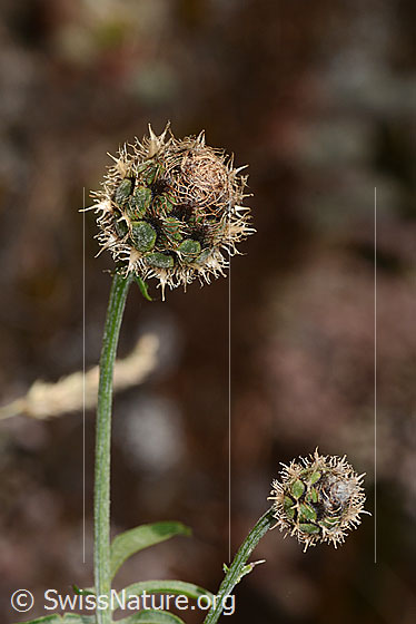 Photo: Centaurea scabiosa. Probably buds before blooming.