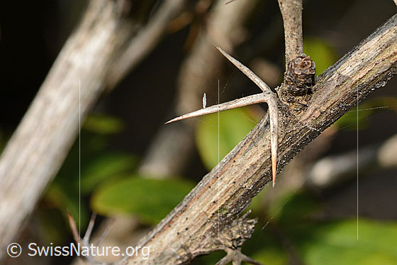 Foto: Gewöhnliche Berberitze (Berberis vulgaris). Ästchen und Dornen.