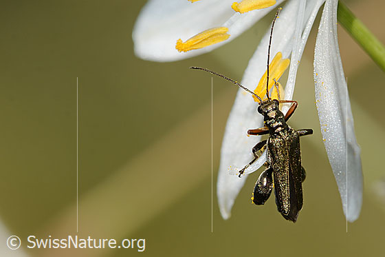 Foto: Graugrüner Schenkelkäfer (Oedemera virescens) an Astlose Graslilie (Anthericum liliago). Länge 11mm. Männchen. Ansicht von oben.