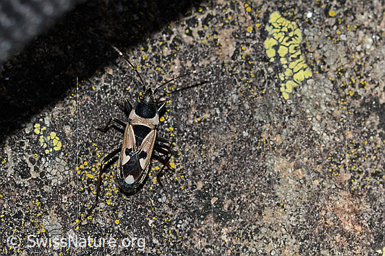 Raglius confusus (Wanze)