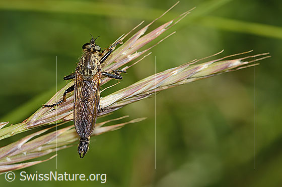 Foto: Berg-Raubfliege (Didysmachus picipes). 14 - 18mm. Männchen. Ansicht von oben.