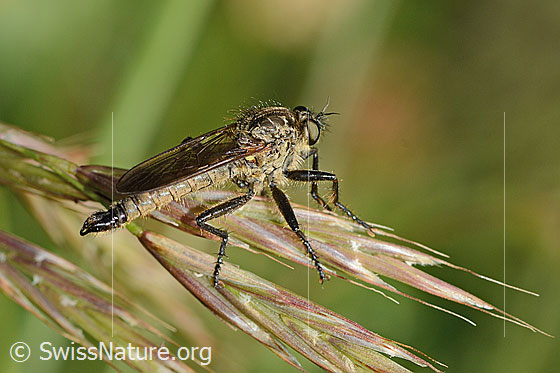 Foto: Berg-Raubfliege (Didysmachus picipes). 14 - 18mm. Männchen. Ansicht von seitlich oben.